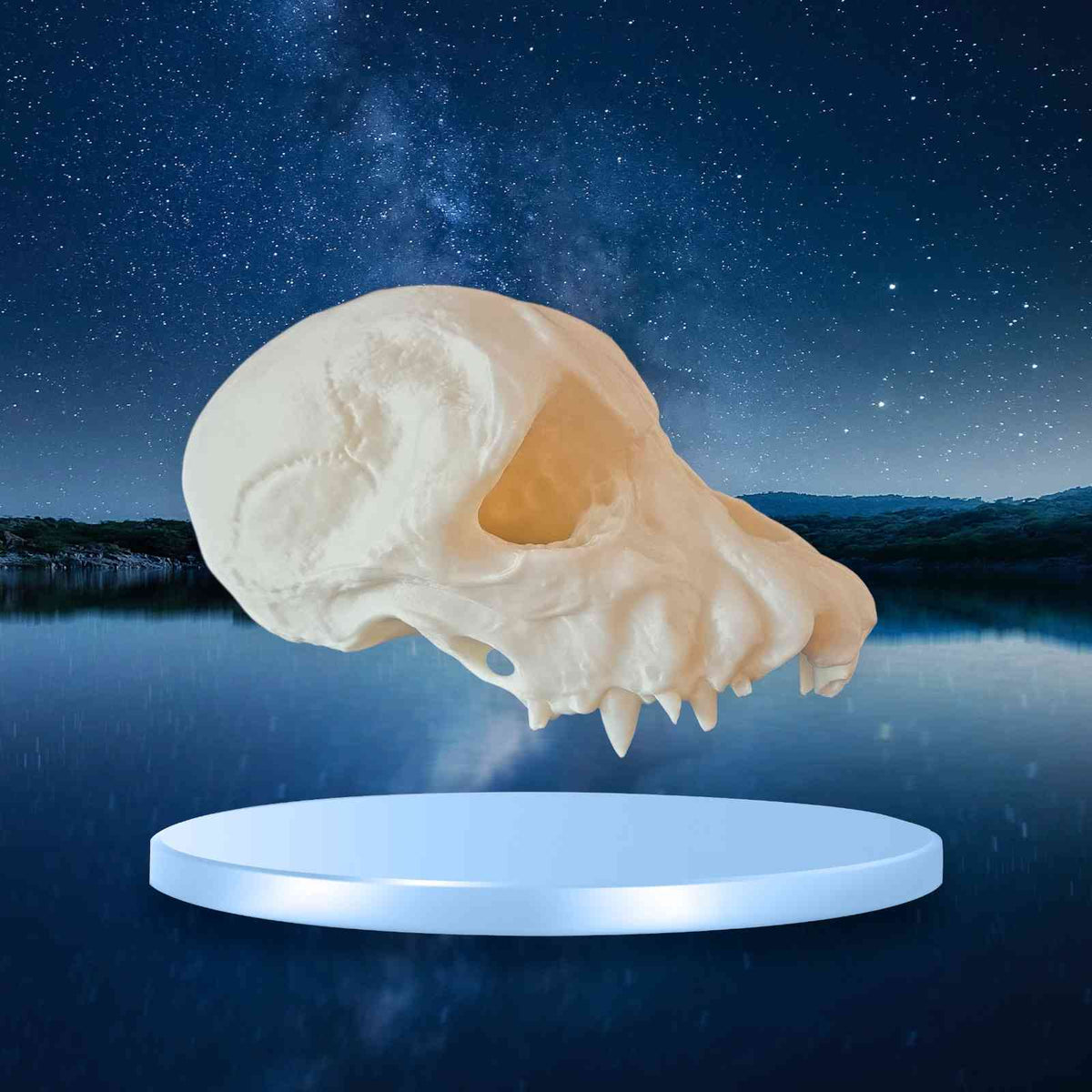 Werewolf Skull