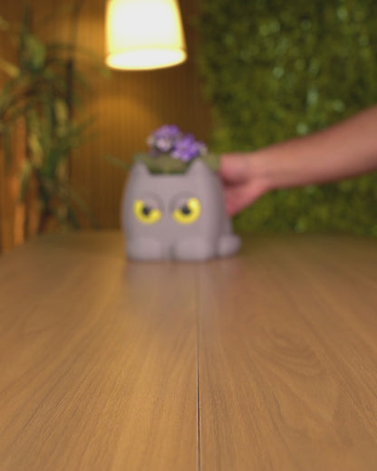 Grumpy Kitty - Planter